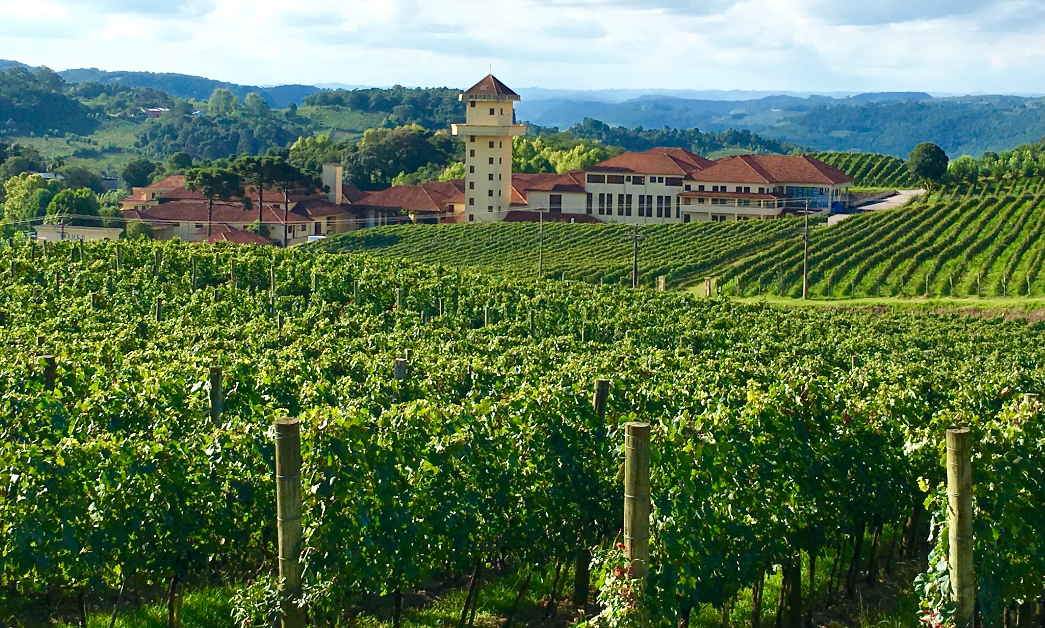 Vineyards Garibaldi